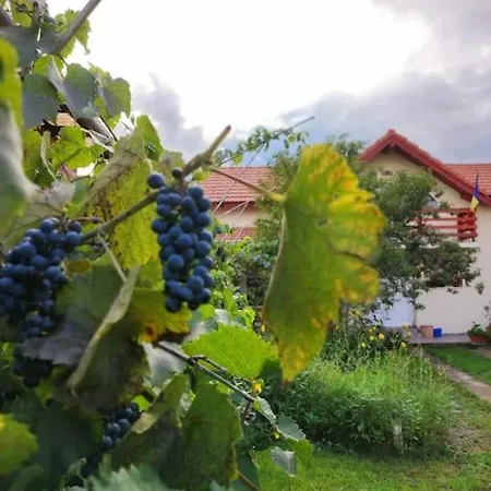 Casa Piatra Craivii, Aproape De Alba Iulia Exterior photo