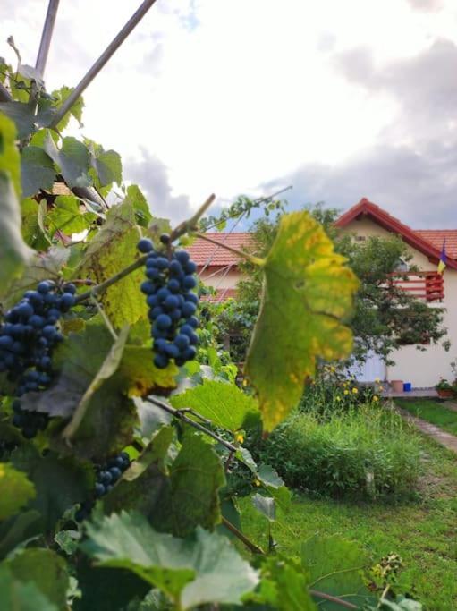 Casa Piatra Craivii, Aproape De Alba Iulia