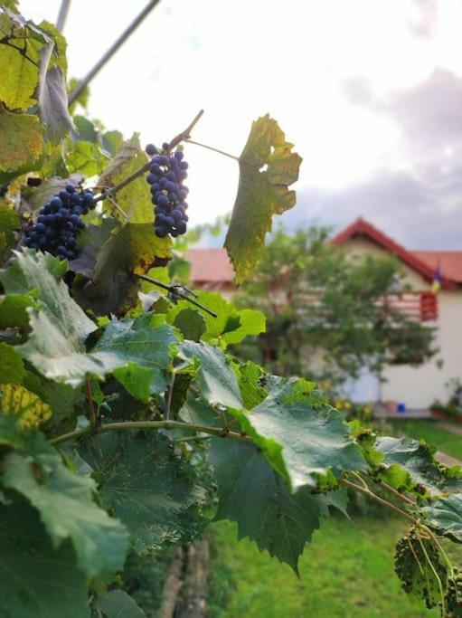 Casa Piatra Craivii, Aproape De